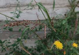 Image result for Echinochloa brevipedicellata