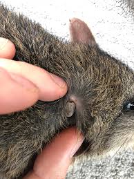 How long does it take for a tick bite to make you sick? Engorged Tick On Bandicoot Entomology Today