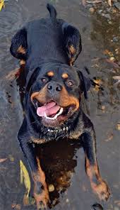 12 Best Dog Breeds For Families With Young Children Binezr Dogs Rottweiler Dog Breeds
