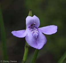 Image result for Justicia sp. A cf. engleriana