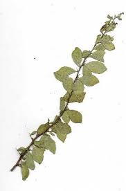 Image result for Gymnosporia putterlickioides