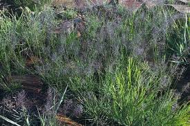 Image result for Sporobolus stapfianus