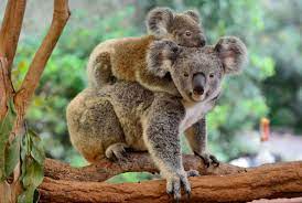 Buzzfeed editor keep up with the latest daily buzz with the buzzfeed daily newsletter! 10 Facts About Koalas Mental Floss