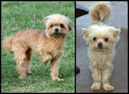 For those who are looking for the maltipoo rescue in dallas, tx, one of the most recommended rescue based in dallas, tx is named cody's friends rescue. Penny And Pearl Maltipoos Maltese Adult Adoption Rescue For Sale In Abilene Texas Classified Americanlisted Com
