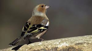 Wintervögel im garten oder park sollen gezählt werden meisen, finken, spatzen und rotkehlchen sollen dieses wochenende zuhause im garten gezählt und dem nabu gemeldet werden. Stunde Der Wintervogel 2018 Immer Weniger Vogel In Bayern Br Wissen
