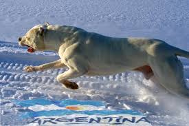 Pin Em Dogs