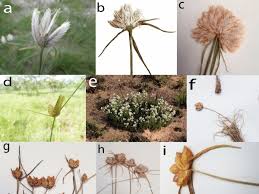 Image result for Cyperus niveus