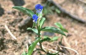 Image result for Commelina