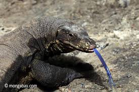 We have thousands of exotic reptiles for sale from top breeders from around the world. New Species Of Monitor Lizards Found On The Black Market
