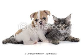 Finding a french bulldog puppy. Puppy French Bulldog And Cat Puppy French Bulldog And Maine Coon Cat In Front Of White Background Canstock