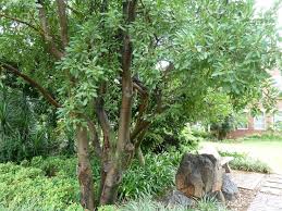 Image result for Ficus stuhlmannii