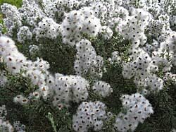 Image result for Eriocephalus microphyllus