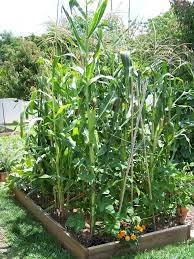 Step 2 Corn Even In A Small Space One 4x4 Square Can Take 12 64 Corn Plants Square Foot Gardening Says 4 Corn Plan Outdoor Plants Growing Food Garden Beds