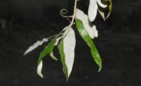 Image result for Lovoa swynnertonii