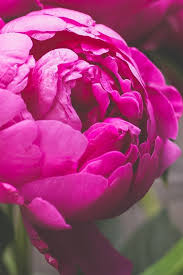 Find over 100+ of the best free peony images. Pink Peony Flower Macro Photography 640x1136 Iphone 5 5s 5c Se Wallpaper Background Picture Image