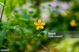 Image result for Momordica repens