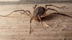 Ein gutes raumklima beinhaltet auch möglichst wenig an sogenannten wohngiften. Spinne Im Haus Diese Bedeutung Steckt Dahinter Focus De