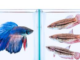 Many of the betta fish pictured are in small temporary holding containers that are not suitable permanent homes for them. Female Betta Fish Color Variations