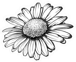 Black And White Daisy Flower Monochrome Daisy Flower Sticker Flower Drawing Daisy Flower Drawing Daisy Drawing