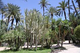 Palm trees can live up to 300 years, even though it takes approximately 10 years for a meter of the trunk to grow. Palmer Og Kaktus Picture Of Palmeral Of Elche Tripadvisor