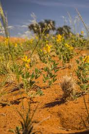 Image result for Kohautia caespitosa