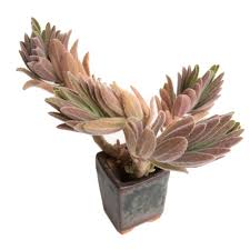 Image result for Aeollanthus