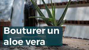 Comment faire du gel d'aloe vera ou de l'aloe vera étape par étape. Comment Bouturer Un Aloe Vera Maison Bouture