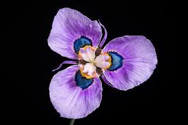 Image result for Moraea