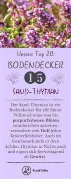Bodendecker Die Schonsten Pflegeleichten Sorten Plantura Bodendecker Sand Thymian Einfache Gartengestaltung
