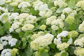 Image result for Hydrangea arborescens Pink Anabelle