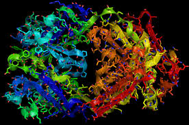Trastuzumab Wikipedia