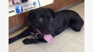 We do this with marketing and advertising partners (who may have their own information they've collected). 160995 Rose Fem Rotti Lab Mix 2 3yr Sweet Mellow By Partners For Pets Inc