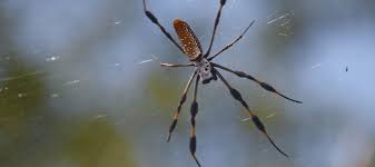 A banana full of deadly spiders won't work out as well. Most Common Florida Spiders In Homes And Yards Abc Blog