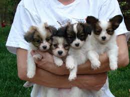 papillon puppies