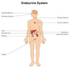 Endocrinology What Is The Endocrine System Endocrine System Endocrine Teaching Projects