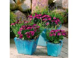 Image result for paprskovka obrázek