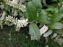 Image result for Iteaceae