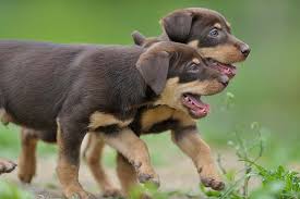 Read our online guide complete with pics and info on australian kelpies have great personalities, especially when they have tasks to accomplish or. Working Kelpie Dog Breed Information American Kennel Club