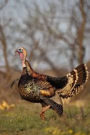 Pin By Sukran Kirdag On Animals Turkey Hunting Bird Hunting Quail Hunting