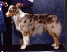 Moderate year around and heavy during springtime. Red Merle W White And Tan Australian Shepherd Australian Shepherd Cute Dogs Animal Pictures