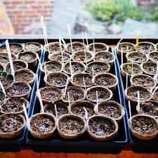 The reason is the seeds have to be kept warm to germinate. The Beginner S No Fail Guide To Starting Seeds Indoors Garden Betty