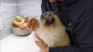 Interestingly enough, pumpkin for cats also treats diarrhea. How To Give Your Cat Pumpkin To Stop Diarrhea In Cats Youtube
