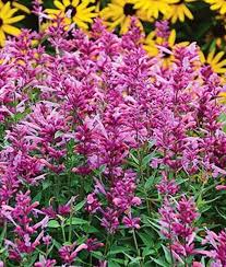 We did not find results for: 16 Perennials That Attract Hummingbirds To Your Garden