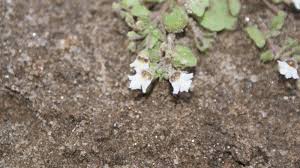 Image result for Diclis