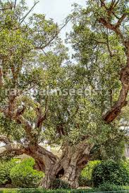 Image result for Ficus sycomorus