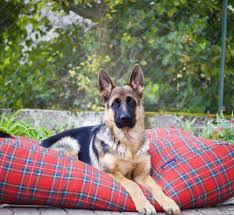 Check spelling or type a new query. Extra Cover Royal Stewart Dog Beds By Dog S Companion