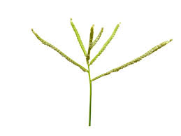 Image result for Paspalum scrobiculatum