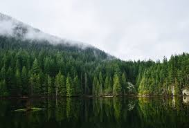 Changes in temperature, rain, and sea levels may alter where plants and animals can thrive. 500 Vancouver Pictures Download Free Images On Unsplash