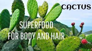 I have heard of olive and almond oils. Cactus Superfood For Hair And Body Plant Benefits Long Healthy Hair Catus Plants