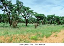Image result for Burkea africana